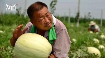 吃瓜拍的图,吃瓜群众视角下的趣味瞬间