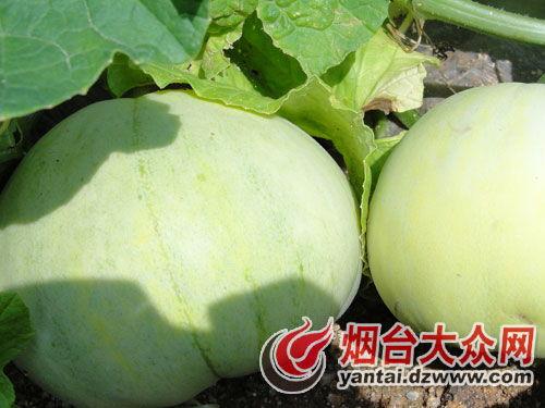 招远最新吃瓜事件,真相揭秘,网络热议