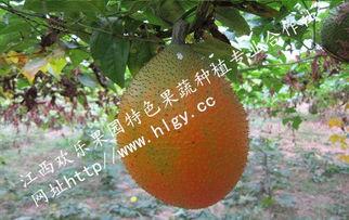 吃瓜天堂是什么,网络热词背后的文化现象