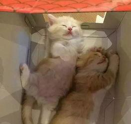 奶喵吃瓜,揭秘娱乐圈那些不为人知的幕后故事