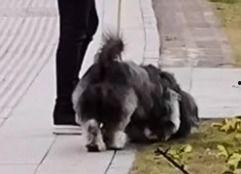 恶鼠吃瓜,一场荒诞的生态闹剧