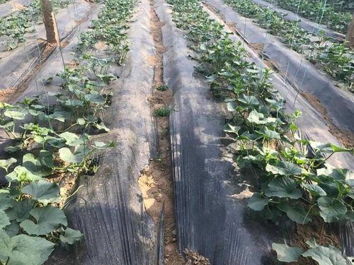 露珠吃瓜,揭秘吃瓜群众的趣味生活