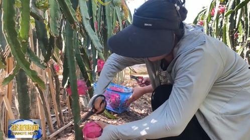 张掖吃瓜事件视频,一场引发热议的网络奇观