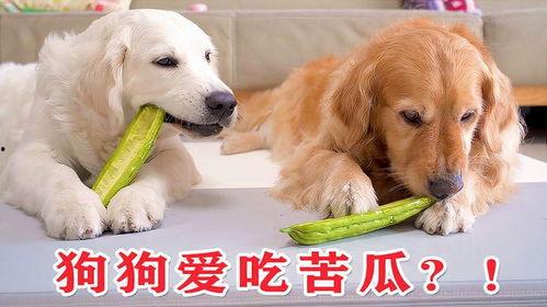 狗狗吃瓜的图片