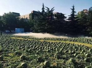 美景真美 吃瓜吧,吃瓜吧！揭秘网红打卡地背后的故事