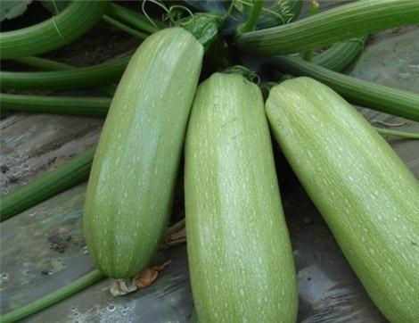 长期吃瓜的好处