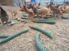 吃土鸡瓜,传统美食的传承与创新