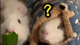 荷兰猪吃麦瓜,麦瓜的诱惑与营养