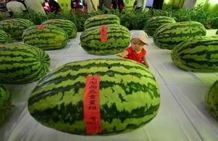 雨欣吃瓜,揭秘娱乐圈幕后故事