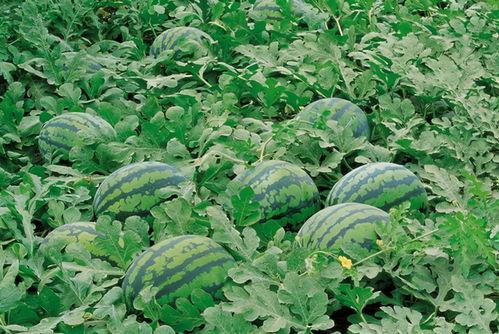 南宁高校吃瓜群,校园热点一网打尽，青春话题热议不断