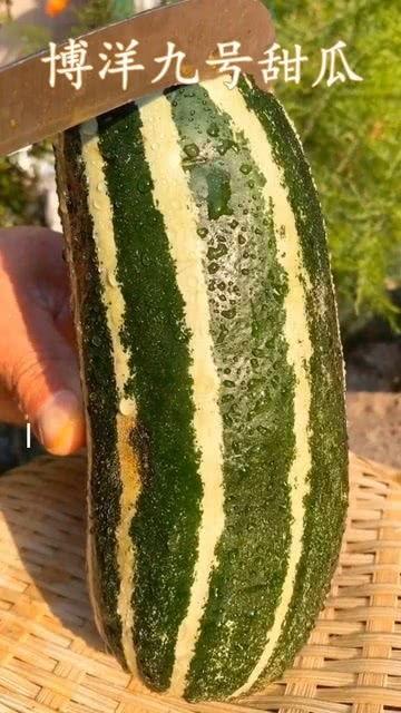瓜熟了可以开吃,开启丰收的味蕾盛宴