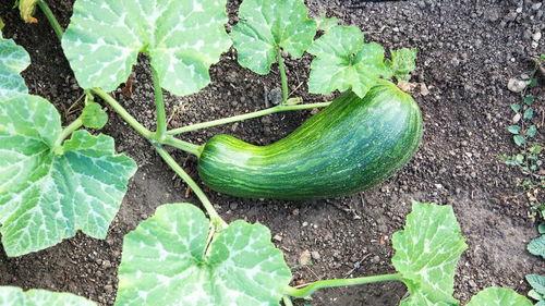 吃瓠瓜长胖吗,吃瓠瓜真的会长胖吗？