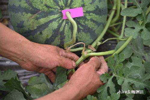 画渣吃瓜,揭秘娱乐圈那些不为人知的幕后故事
