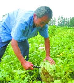 田间大叔吃瓜,田间大叔的夏日吃瓜记