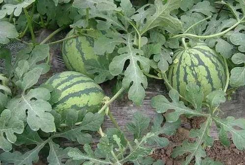 西瓜园吃瓜,一场吃瓜盛宴的欢乐之旅