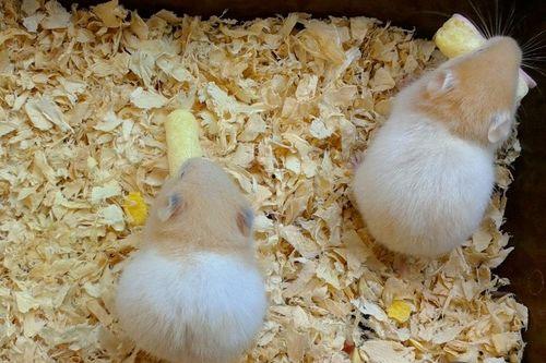 仓鼠可以吃土瓜吗,土瓜是否适合作为仓鼠食物？