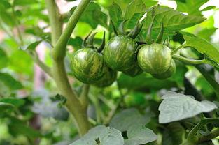 田边地头吃瓜,瓜香四溢的乡村生活画卷