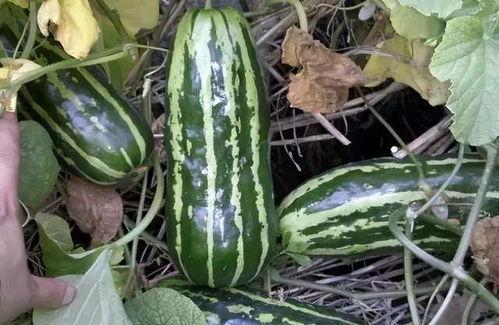 熟透的瓜可以吃,熟透瓜果的食用指南